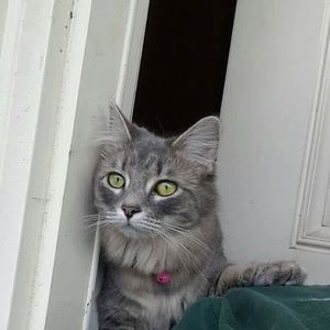 Meet your Posher, Hindy